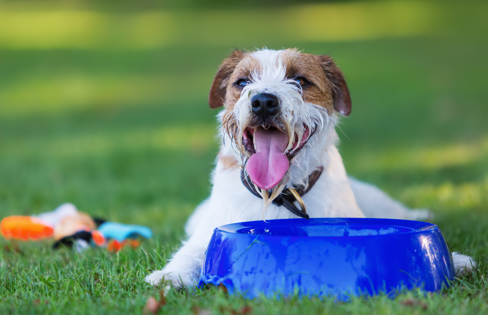 20 signes que votre chien est stressé et comment le calmer