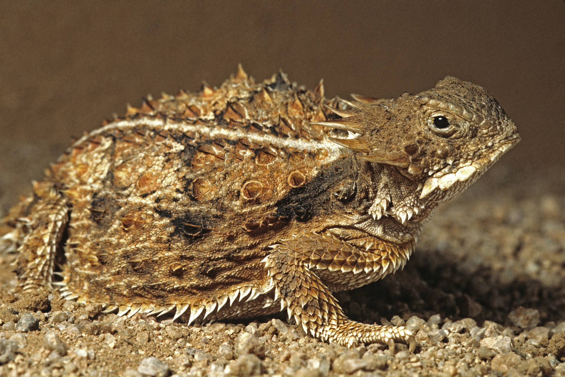 Spike-tacular! Spiny and thorny wildlife you just have to see