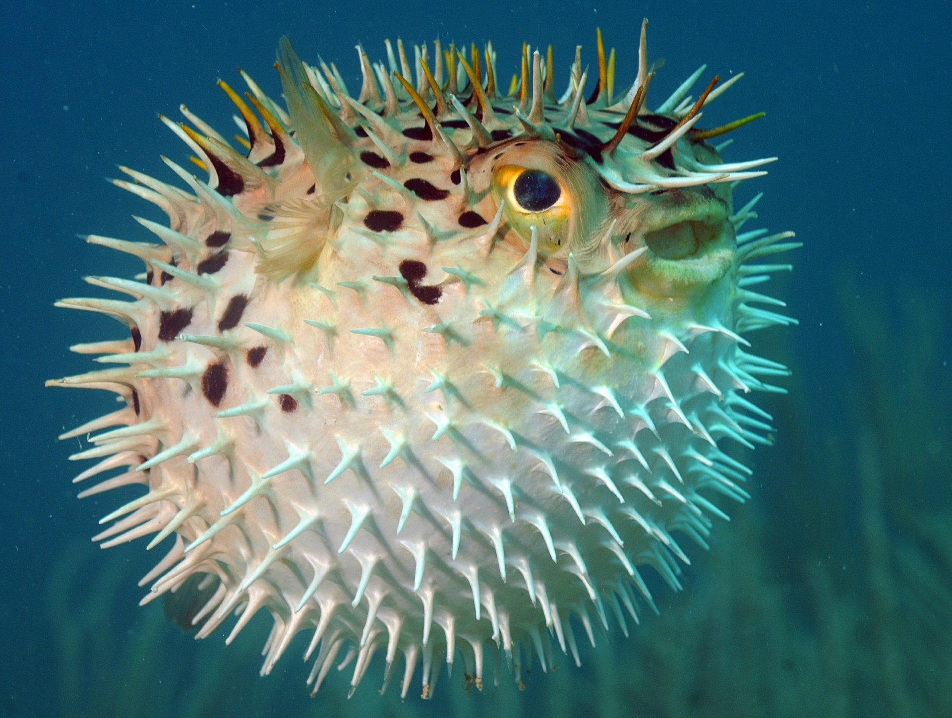 Spike-tacular! Spiny And Thorny Wildlife You Just Have To See