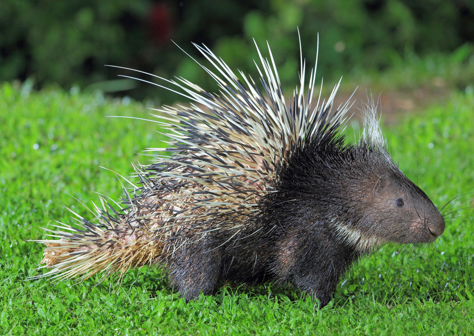 Spike-tacular! Spiny and thorny wildlife you just have to see