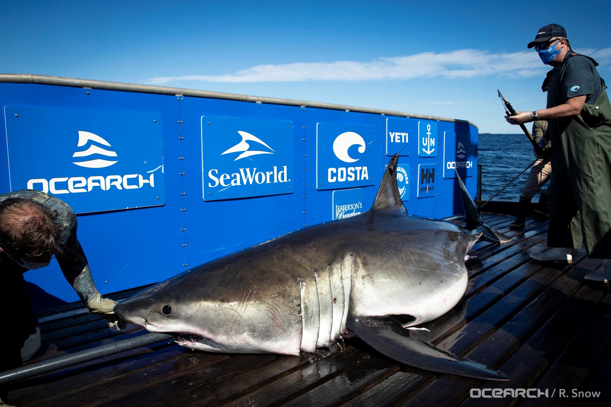 2 Massive Great White Sharks Surface Off Jacksonville, Florida Within A ...