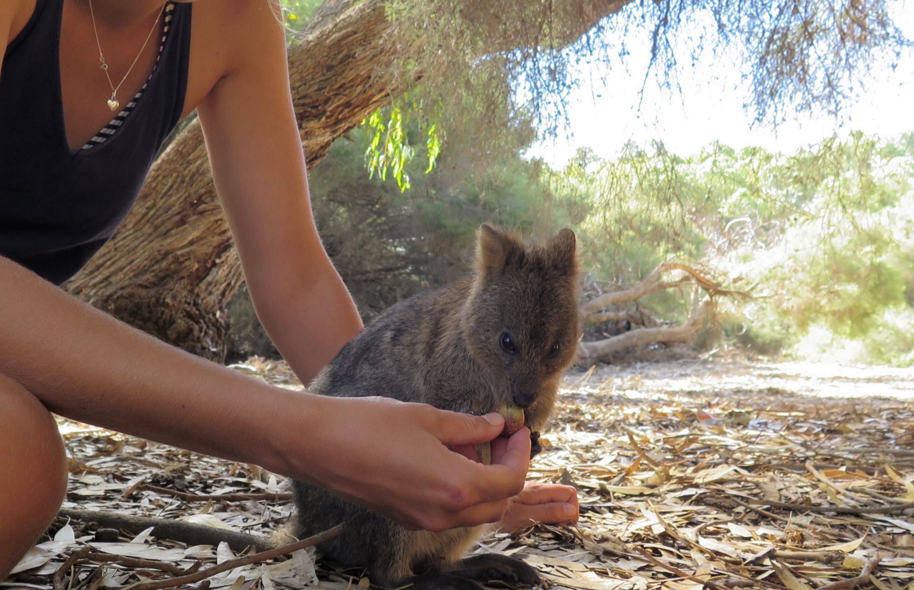 20 facts about the quokka, the happiest-looking animal in the world