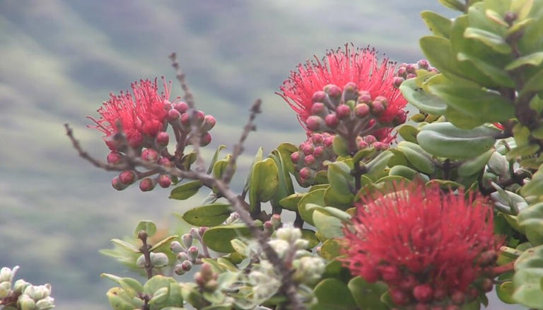 State issues Hawaii island ohia alert ahead of Merrie Monarch Festival