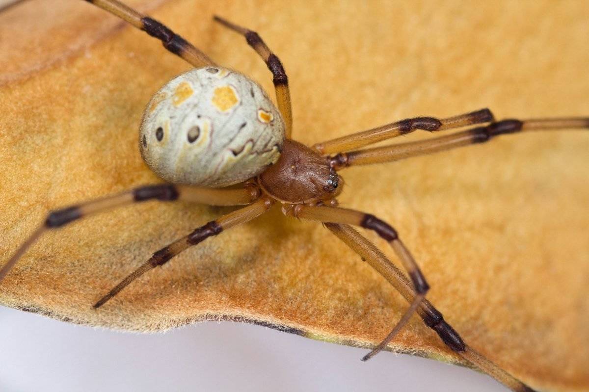 <p>Small, quick, and venomous spiders are one of the more dangerous and deadly species on the planet. From Black Widows killing and devouring male spiders to fuzzy wolf spiders who only attack when threatened, here are some of the world's nastiest, most venomous, and lethal arachnids. </p>