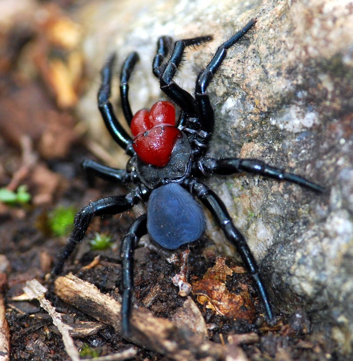 <p>Mouse Spiders get their name from their unusual habitat and living situation, a burrow underground like that of a mouse. Their bite is similar to other spiders of the region, particularly the funnel-web spider with muscular twitching, breathing difficulty, and even disorientation and confusion.</p> <p>Thankfully, there have been no recorded deaths as a result of a Mouse Spider bite.</p>