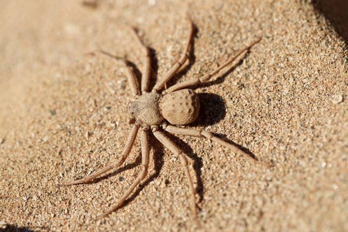 <p>The Six-Eyed Sand Spider can be found in the sandy regions of southern Africa. With their flattened bodies, they're also known as the six-eyed crab spiders. But don't let their interesting body formation fool you.</p> <p>This species of spider has a very painful and toxic bite, resulting in life-threatening wounds if they become infected.</p>