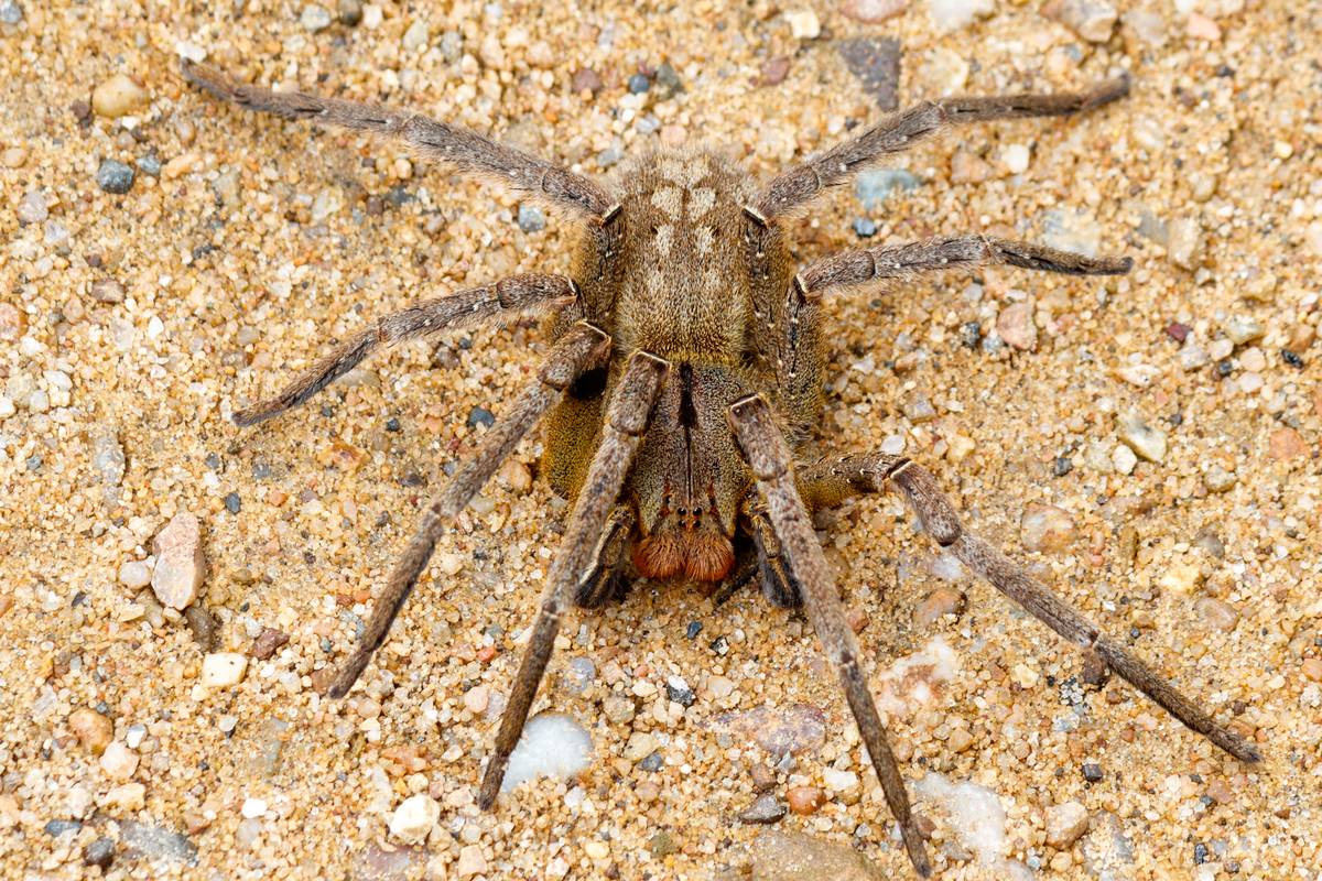 <p>The Brazilian Wandering Spider is known as the deadliest spider in the world. Their venom causes its victim to experience hypothermia, high and low blood pressure, nausea, severe burning at the bite site, sweating, vertigo, and even blurred vision.</p> <p>They are mainly found in South America, with one sub-species living in Central America.</p>