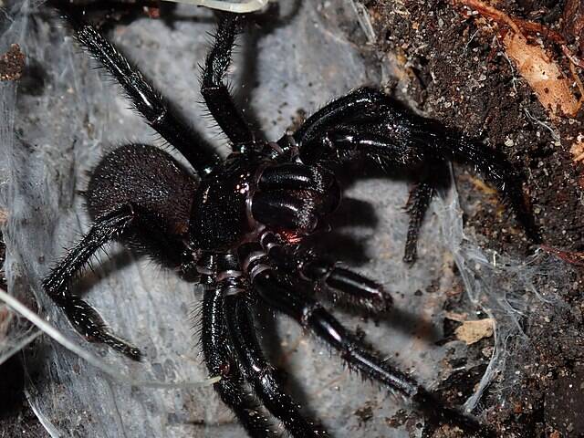 <p>Native to Australia, the Sydney Funnel Web Spider is one of the more feared spiders in the region. Between 1927-1980, there were 13 confirmed deaths as a result of a Sydney Funnel Web Spider bite.</p> <p>The bite is known to be very painful, resulting in muscular twitching, breathing difficulty, and even disorientation and confusion.</p>