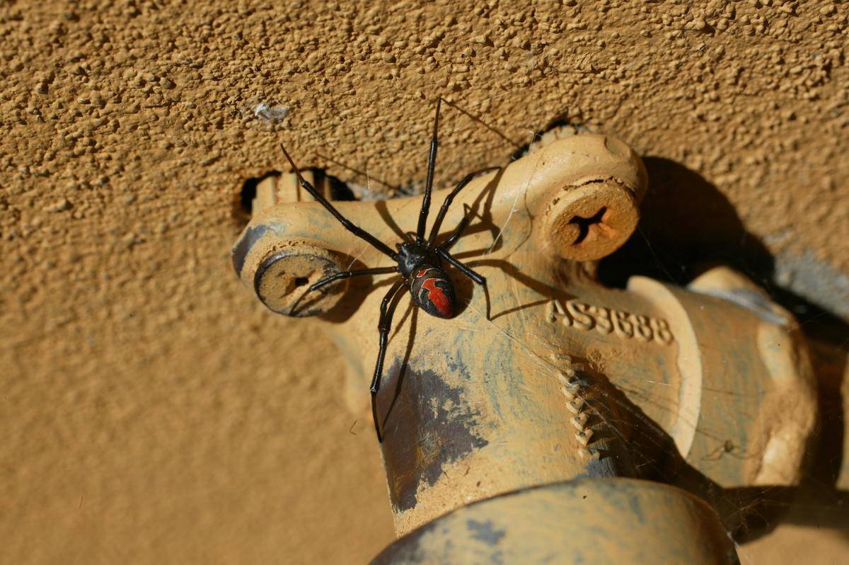 <p>Native to Australia, Redback Spiders produce various toxins with their bites, but it's the alpha-latrotoxin that is not too fun for humans. A majority of the spider bites reported in Australia are that of the Redback Spiders.</p> <p>Thankfully, while the bites are harsh with pain, chest pain, breathing difficulties, among other things, they are not lethal to humans.</p>