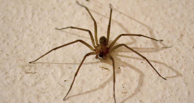 <p>The Chilean Recluse Spider is thought to be the most dangerous of the recluse spiders. Native to South America, the Chilean Recluse's venom is extremely toxic to humans, sometimes resulting in the victim's death.</p> <p>While no one wants the venom of this spider running through their veins, it is actually medically significant.</p>