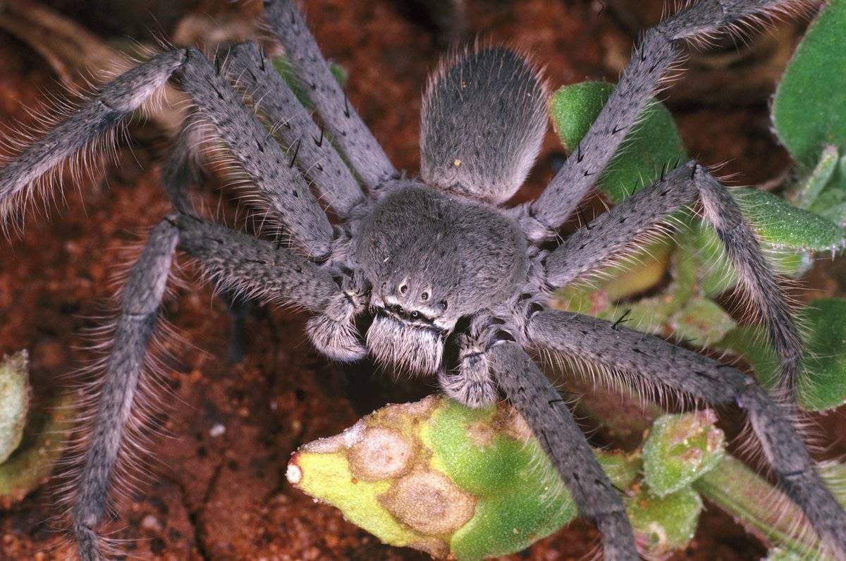 <p>The Huntsman Spider is often referred to as a wood spider due to its preference to live in woodsy habitats. This particular arachnid is no small spider, with its legs growing a solid 11 inches.</p> <p>They're known to inflict defensive bites on humans, resulting in irregular pulse rate, heart palpitations, a lot of pain, and swelling, among other things.</p>