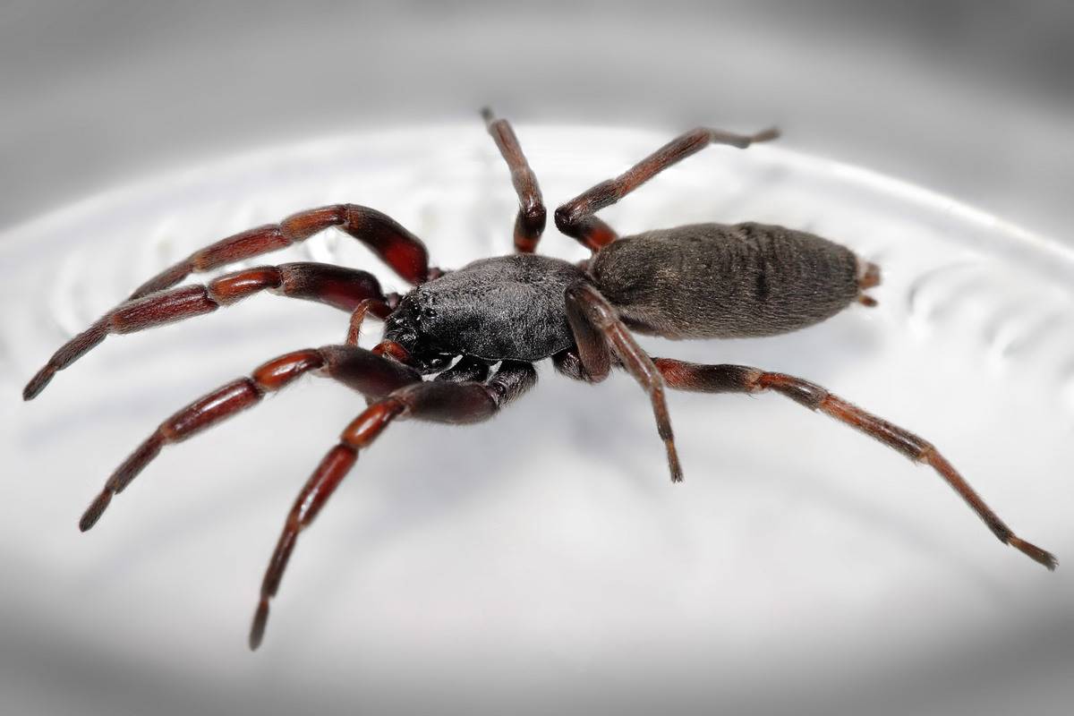 <p>White-Tailed Spiders can be found up and down southern Australia. And while other spiders tend to go after insects or rodents, these feisty arachnids do something else -- they hunt other spiders.</p> <p>When it comes to humans, their venomous bite can cause pain, itchiness, swelling, headaches, and, in extreme cases, vomiting.</p>