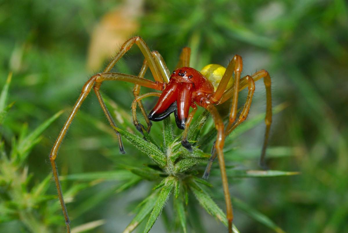 <p>Yellow Sac Spiders are identified by their pale yellow or beige coloring. Their bite isn't lethal to humans, but that doesn't mean it isn't one of the more painful bites out there.</p> <p>This particular spider expels a necrotic toxin which is extremely painful and results in a whole lot of swelling.</p>
