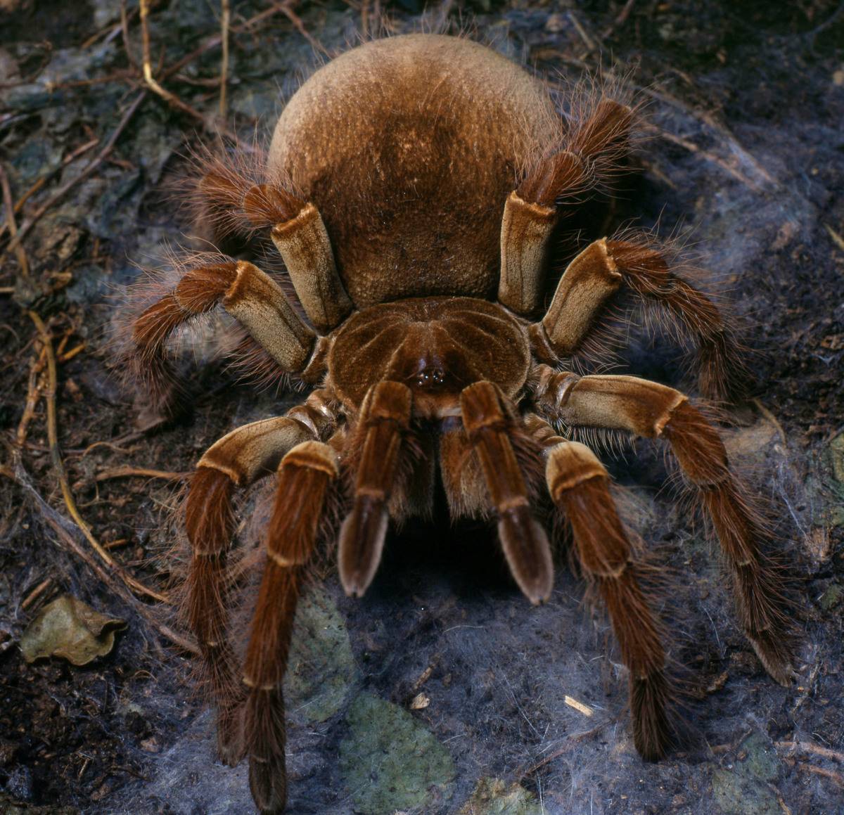 <p>Despite its name, the Goliath Birdeater Tarantula doesn't actually eat birds. In fact, its diet consists of worms. The largest spider in the world, the Goliath Birdeater Tarantula's body length can grow up to five inches and weigh six ounces. </p> <p>With large fangs, this spider is venomous. Thankfully, their venom, while annoying, isn't lethal.</p>