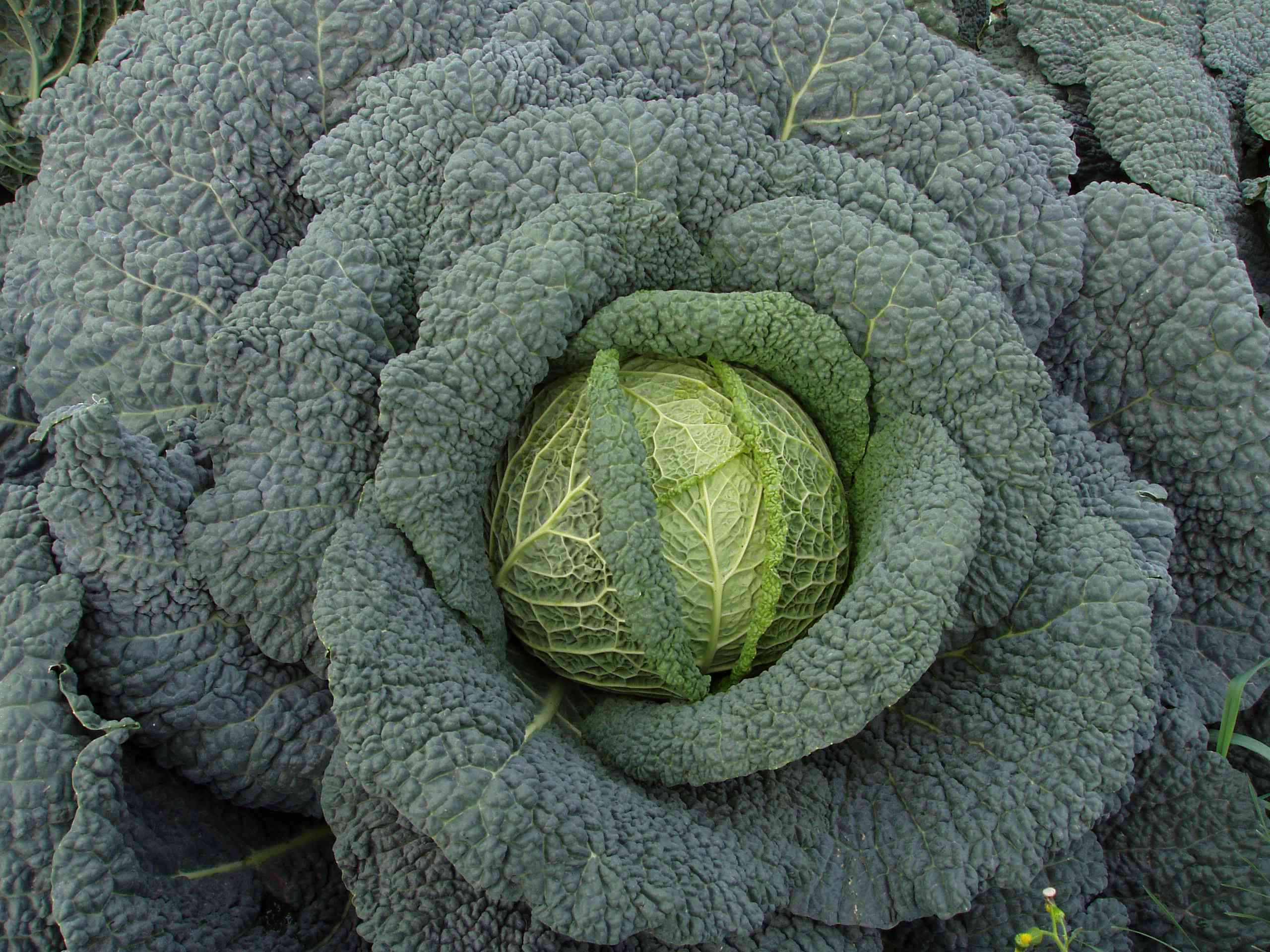 What Causes Green Diarrhea and What to Do About It