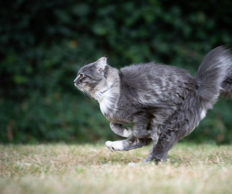 Why do cats get the zoomies? 8 reasons your crazy cat runs around the