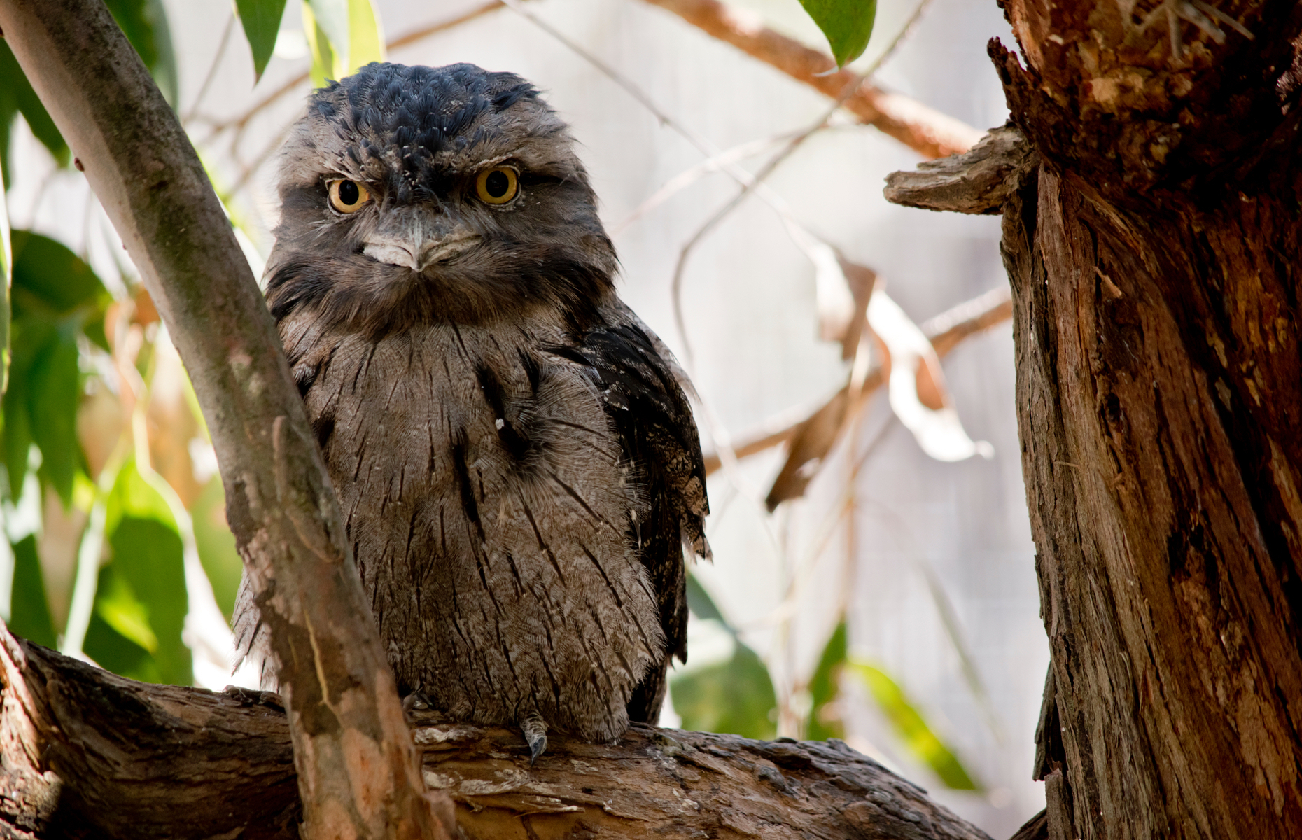 The most stunning birds in the wild