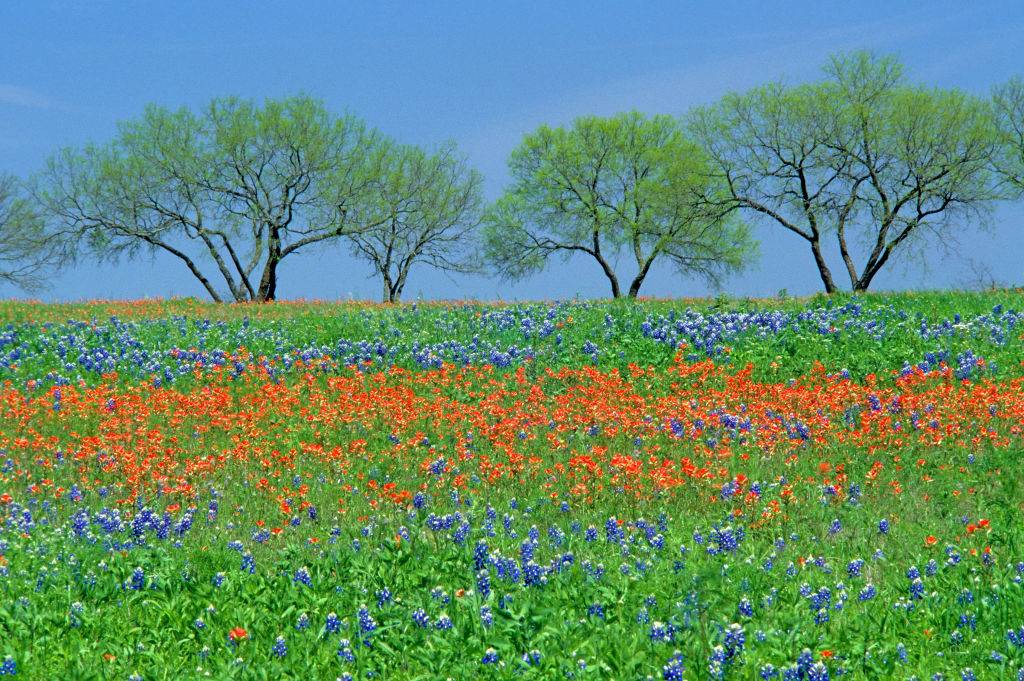 <p>Fredericksburg, Texas was established in 1846 by German immigrants. The town is famous for its bluebonnet-covered flower fields (pictured). History buffs visiting this charming city may want to visit either the National Museum of the Pacific War or the Lyndon B. Johnson National Historical Park.</p> <p>Visitors have been coming to Frederickburg's Enchanted Rock State Natural Area for centuries to camp, picnic, hike, rock climb, and examine the wildlife. Summer is peach season, so make sure to grab some delicious peaches at their roadside markets and orchards.</p>