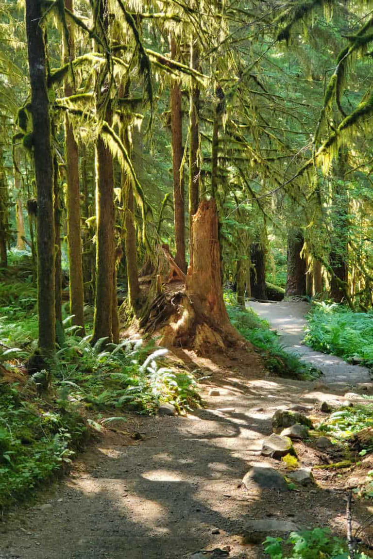 OLYMPIC NATIONAL PARK HIKES