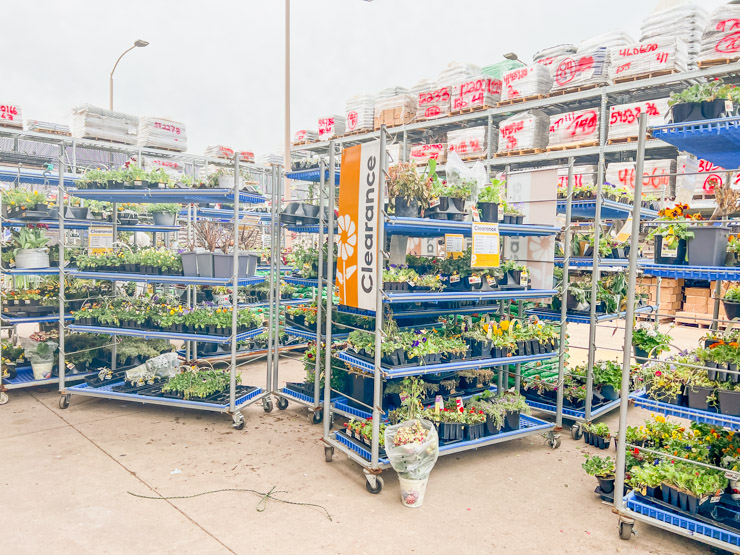 Lowes Flower Clearance How to score Cheap Flowers