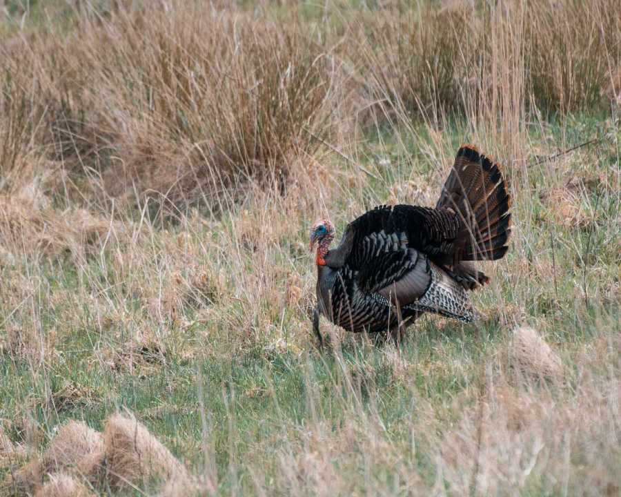 West Virginia fall turkey season starts this weekend