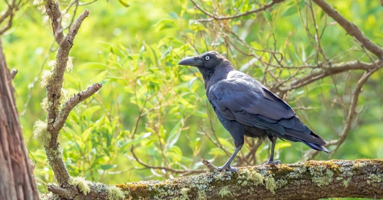 7 Black Birds That Look Like Crows