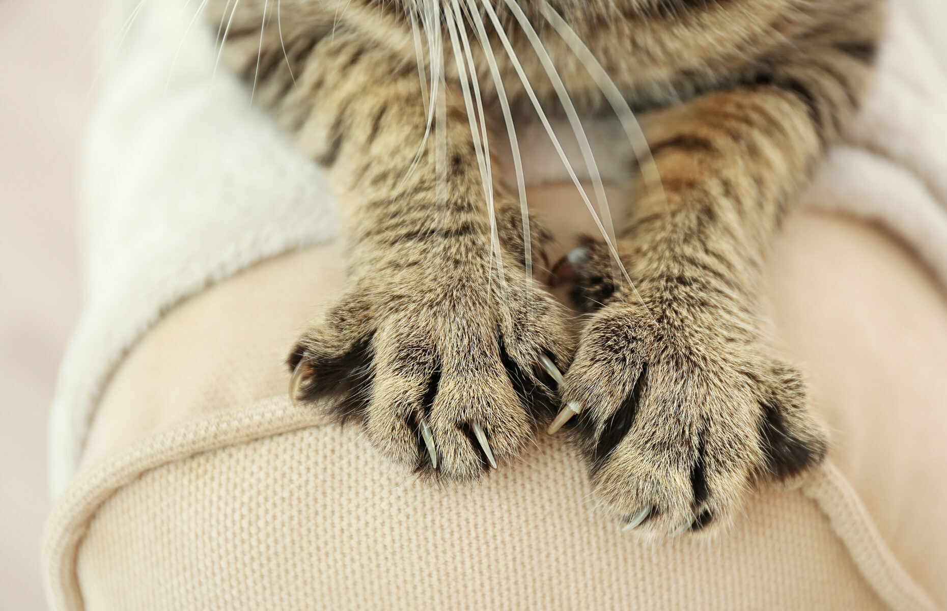 How to crack the code of your cat’s behaviour