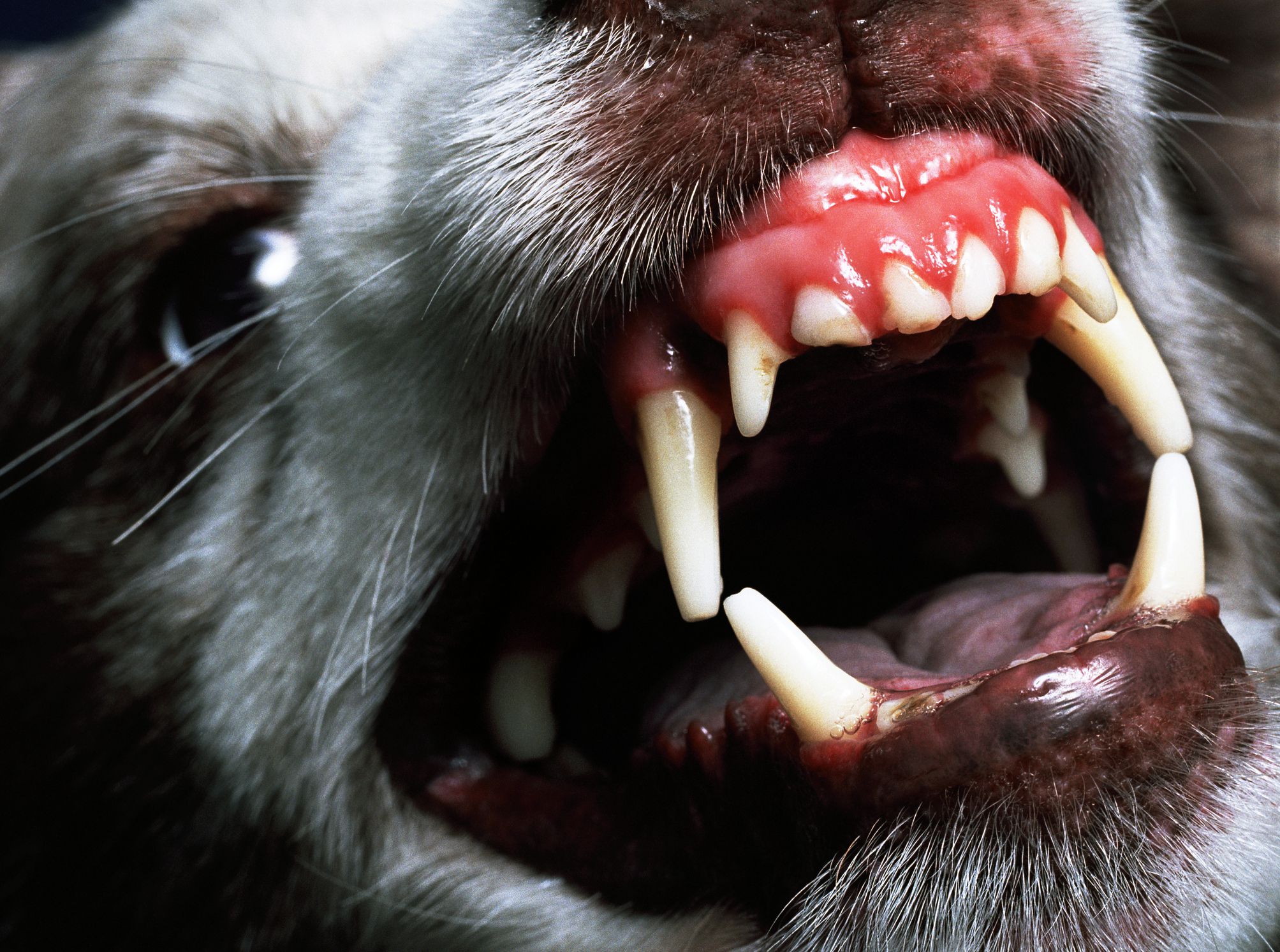 ¿qué hacer si un perro es muy agresivo?