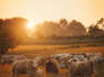 Seca: criadores de gado receosos e (ainda mais) condicionados para o verão