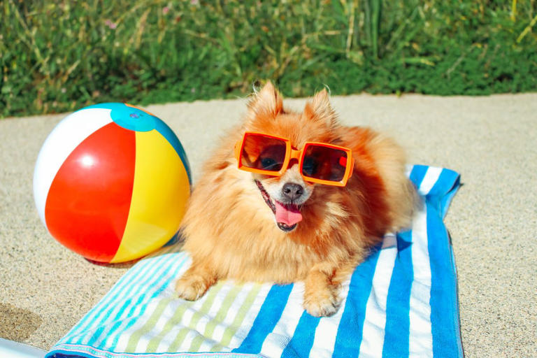 Here's the Meaning Behind the Phrase 'Dog Days of Summer'