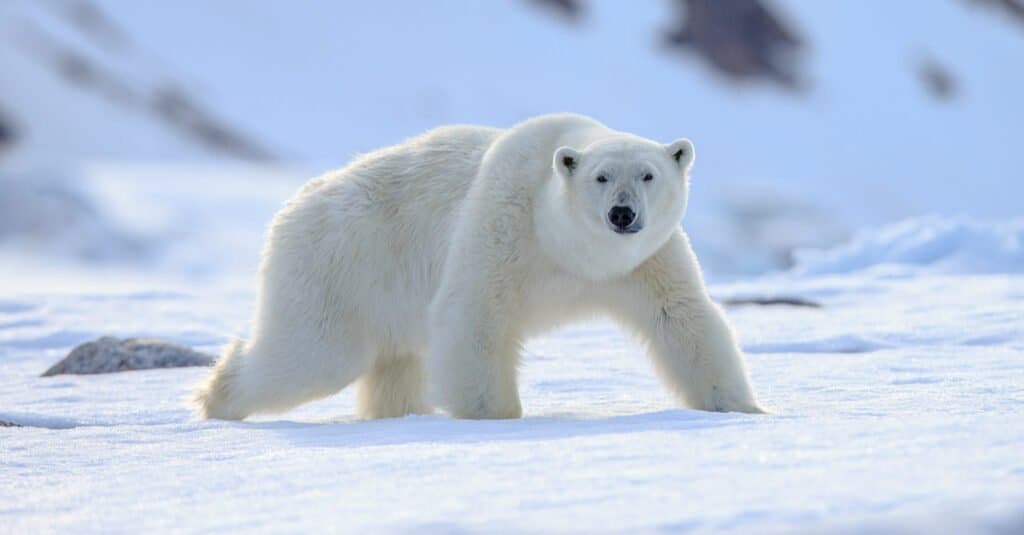 Check Out the Largest Kodiak Bear Ever Recorded