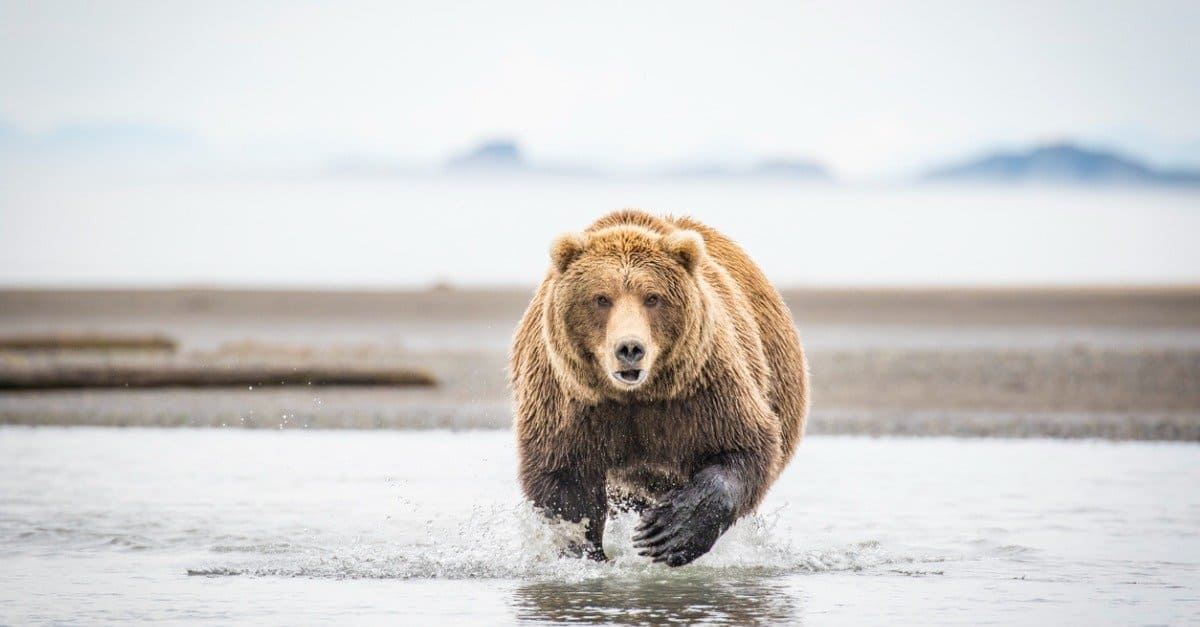 Discover the Largest Kodiak Bear Ever Recorded