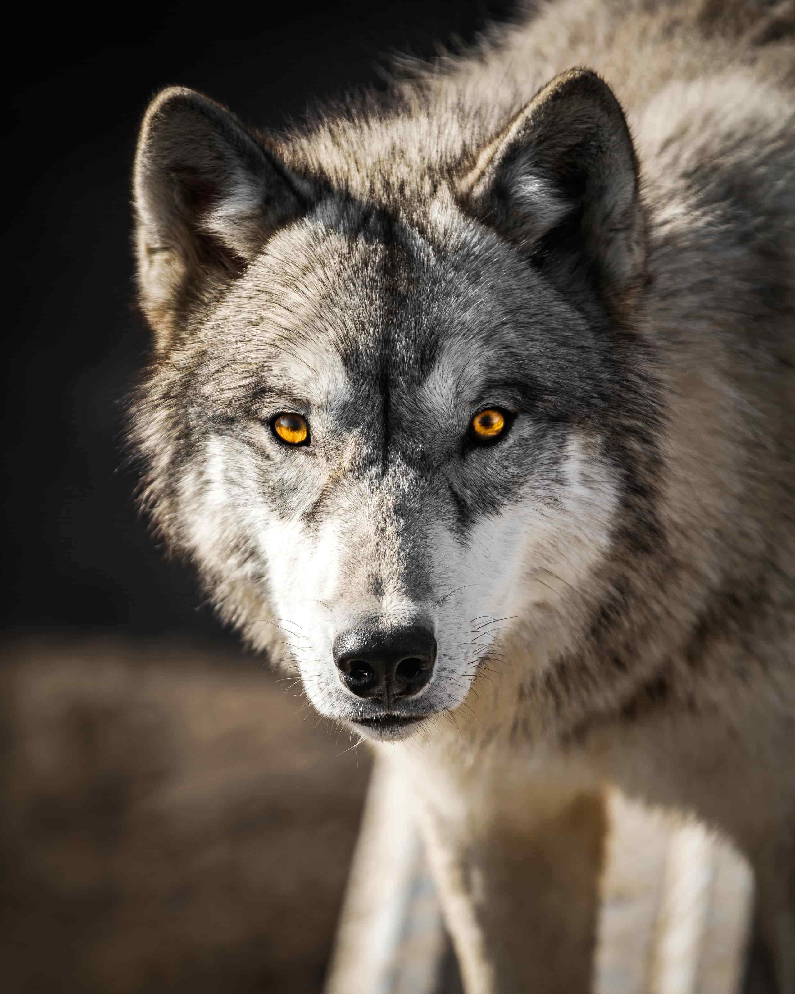 How Many Wolves Live in Yellowstone National Park?
