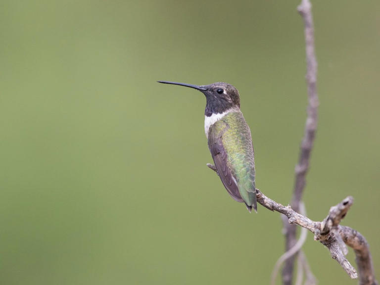 Millions Of Birds May Die While Migrating Through Texas. Here's Why And 