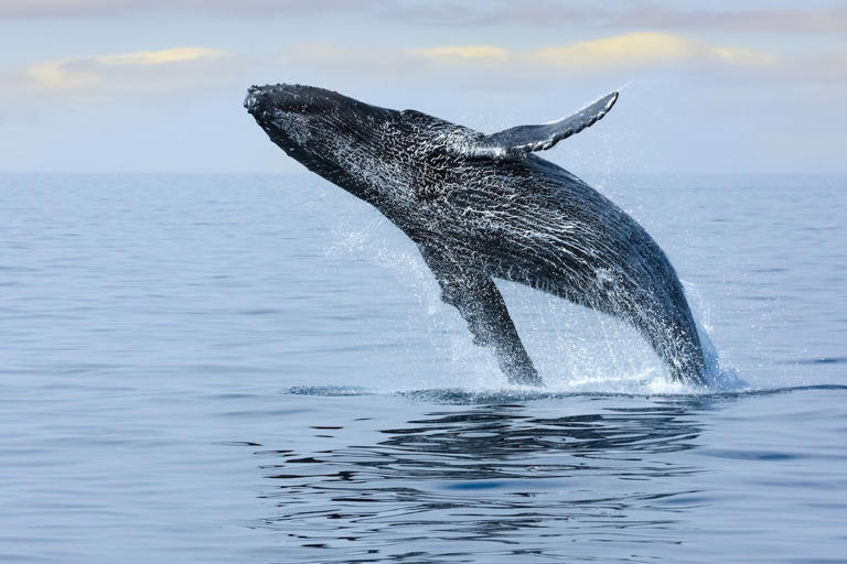 Are you wondering when is the best time to see whales in Oahu? Keep scrolling to find out everything you need to know about Oahu whale season, including the best Oahu whale-watching tours. This list of Oahu whale-watching tours contains affiliate links which means if you purchase something from one of my affiliate links, I ... Read more