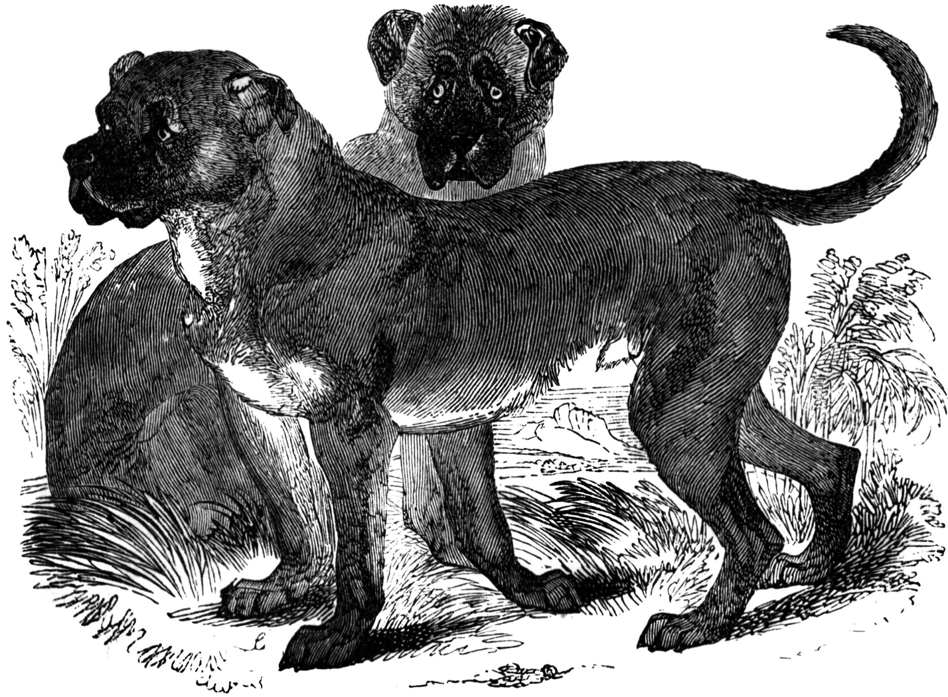 Ausgestorbene Hunde: Diese Rassen wird es nie mehr geben