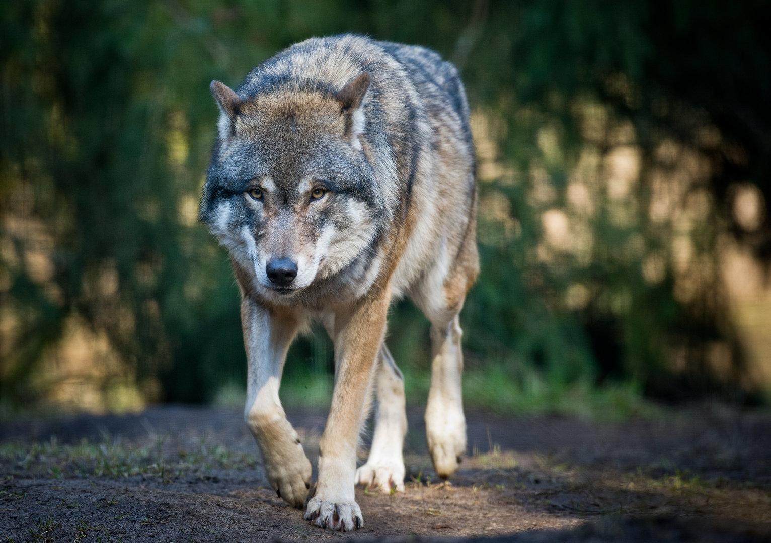 wolf störte die reitstunde: problemtier von ziegenstall verjagt