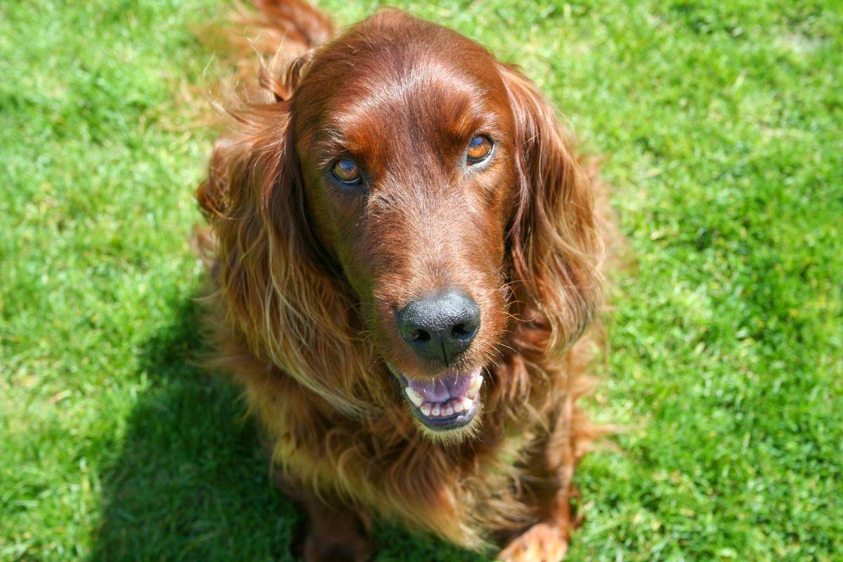 Irish Dogs: These are 9 breeds of adorable dog who were born in Ireland ...