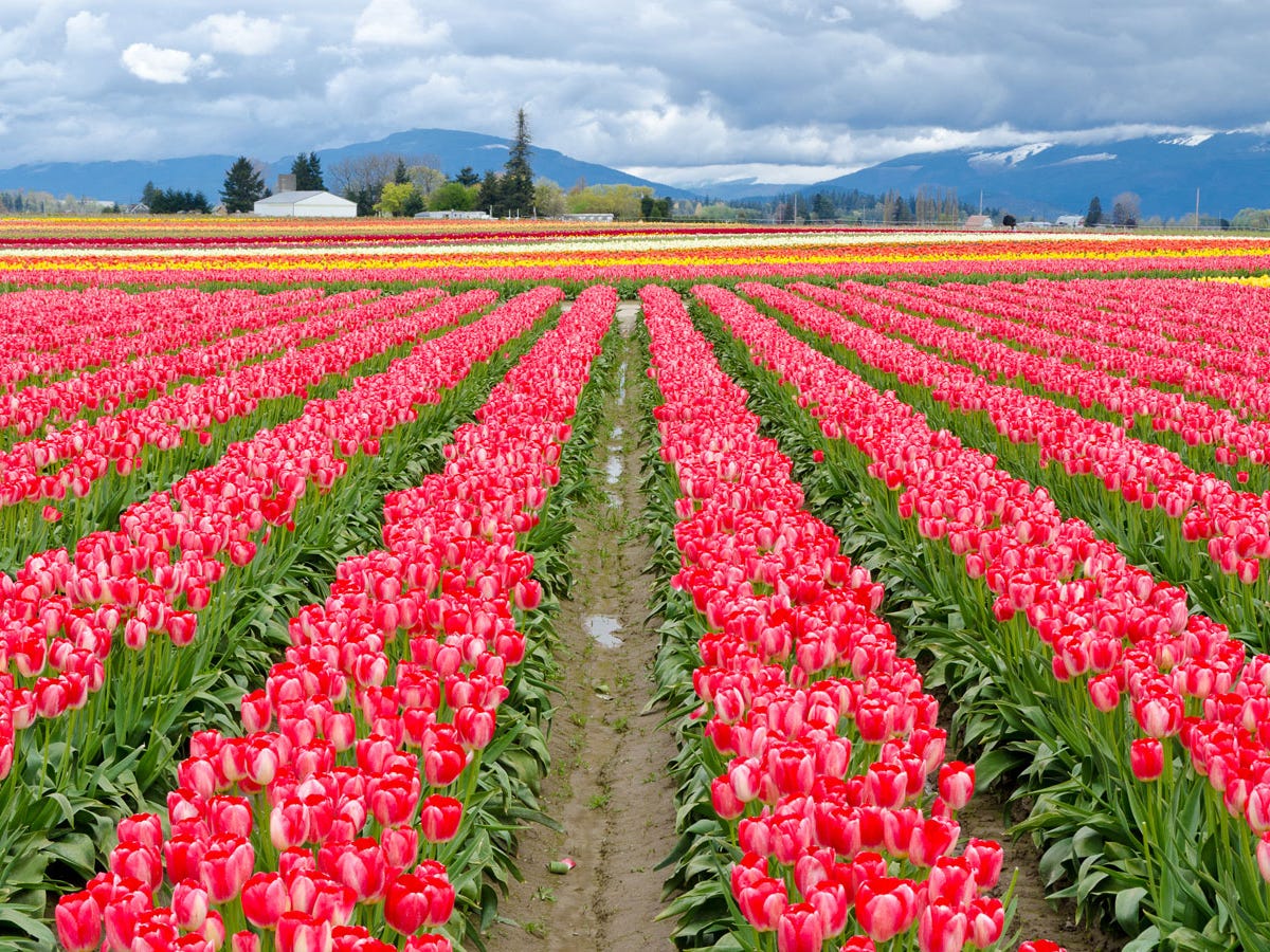 <p>Skagit Valley hosts an annual blink-and-you'll-miss-it Tulip Festival when the flowers are in peak bloom.</p>