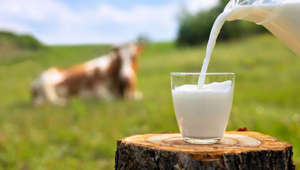 IVA zero: produtores de leite denunciam aproveitamento de empresas de laticínios