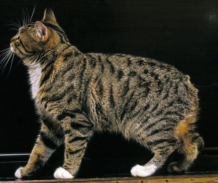 Most Energetic Cats: Here are 9 breeds of stunning cat that have the ...