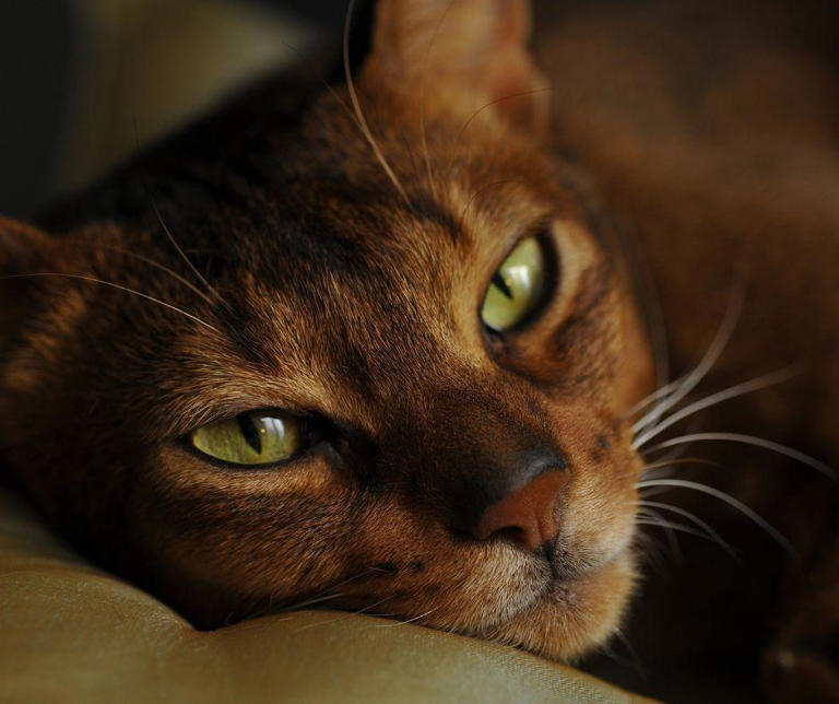 Most Energetic Cats: Here are 9 breeds of stunning cat that have the ...