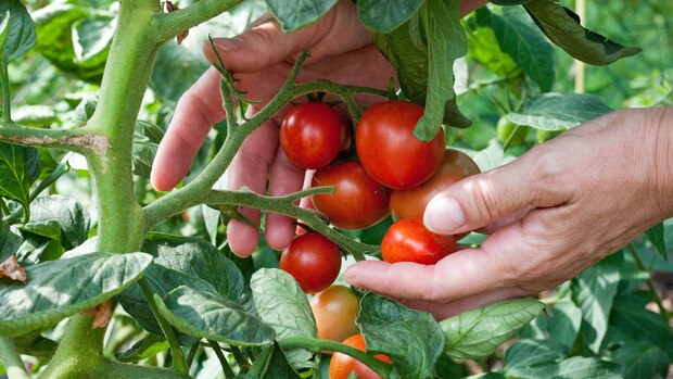 microsoft, tomaten brauchen viel wasser: das ist der beste zeitpunkt, um sie zu gießen