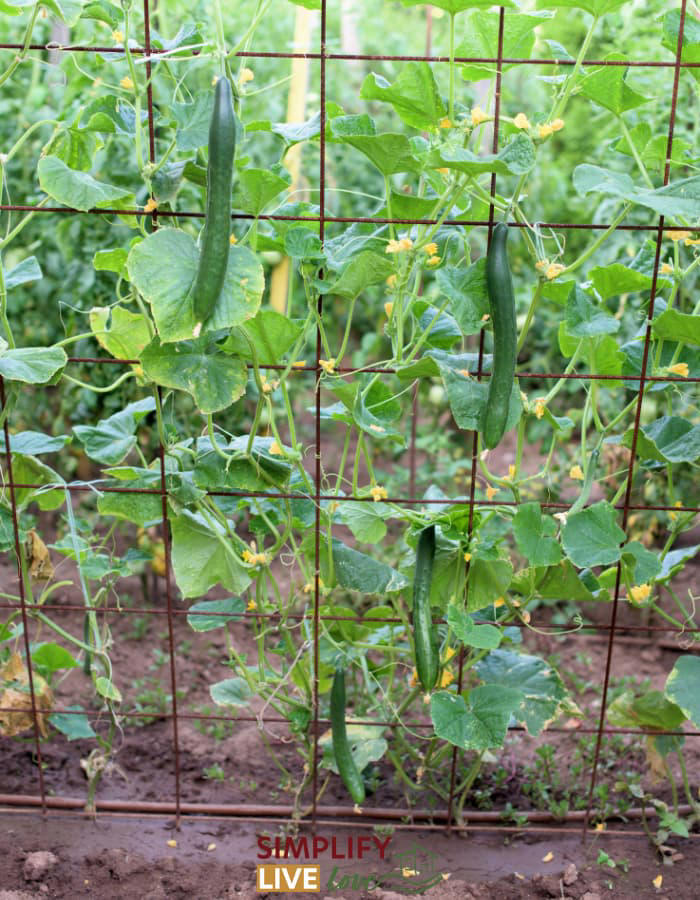 21 Tips for Growing Cucumbers in Raised Beds & Containers