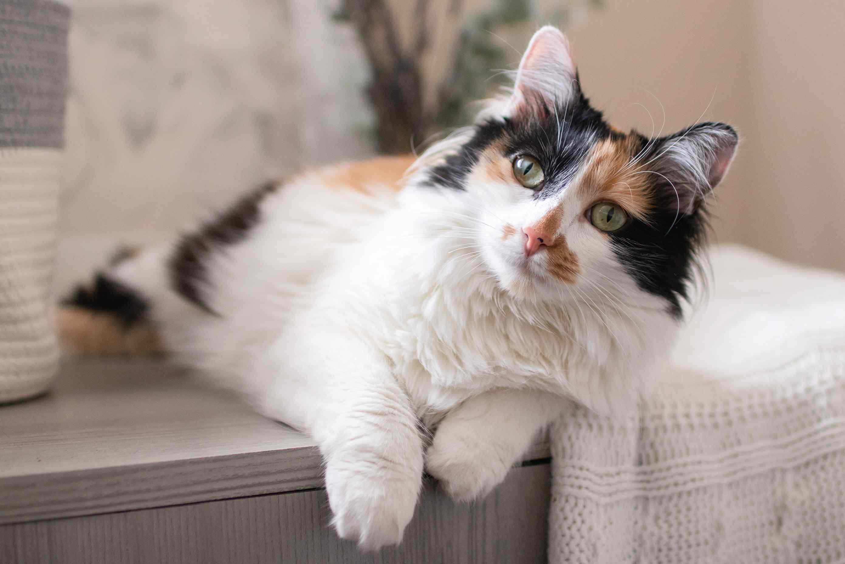 Calico Cat Breed Profile, Characteristics & Care