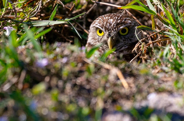 Some of Cape Coral's burrowing owls face eviction as construction booms