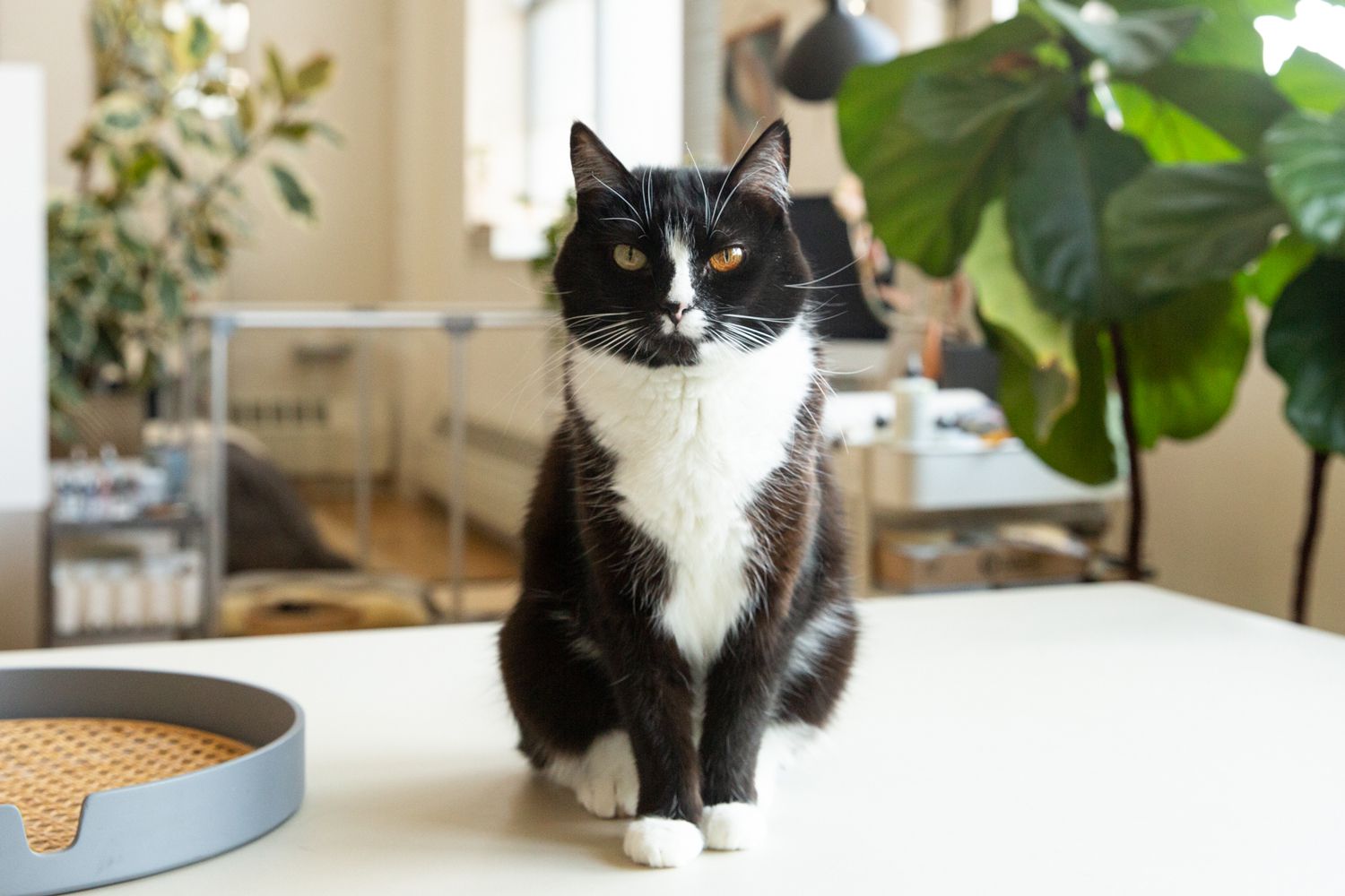 Tuxedo Cat Breed Profile, Characteristics & Care