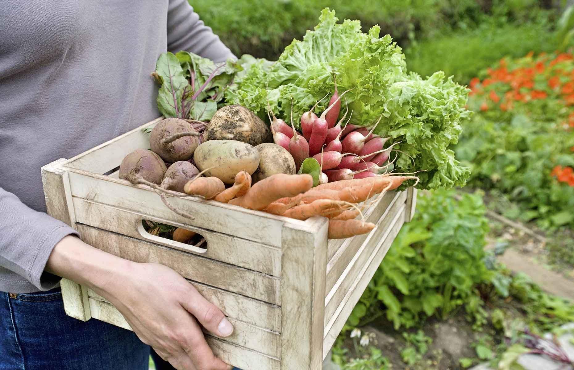 <p>Growing your own crops does take a little time and effort and initial investment, but the rewards are many. There’s nothing quite like having a regular supply of fresh and tasty fruit and vegetables direct from your yard to your table, plus <a href="https://www.loveproperty.com/news/84550/grow-how-expert-tips-for-amateur-gardeners">gardening is good for the body and soul</a>. Getting regular exercise can relieve stress and anxiety and boost energy, while a daily dose of sunshine produces Vitamin D, essential for healthy bones and teeth.</p>