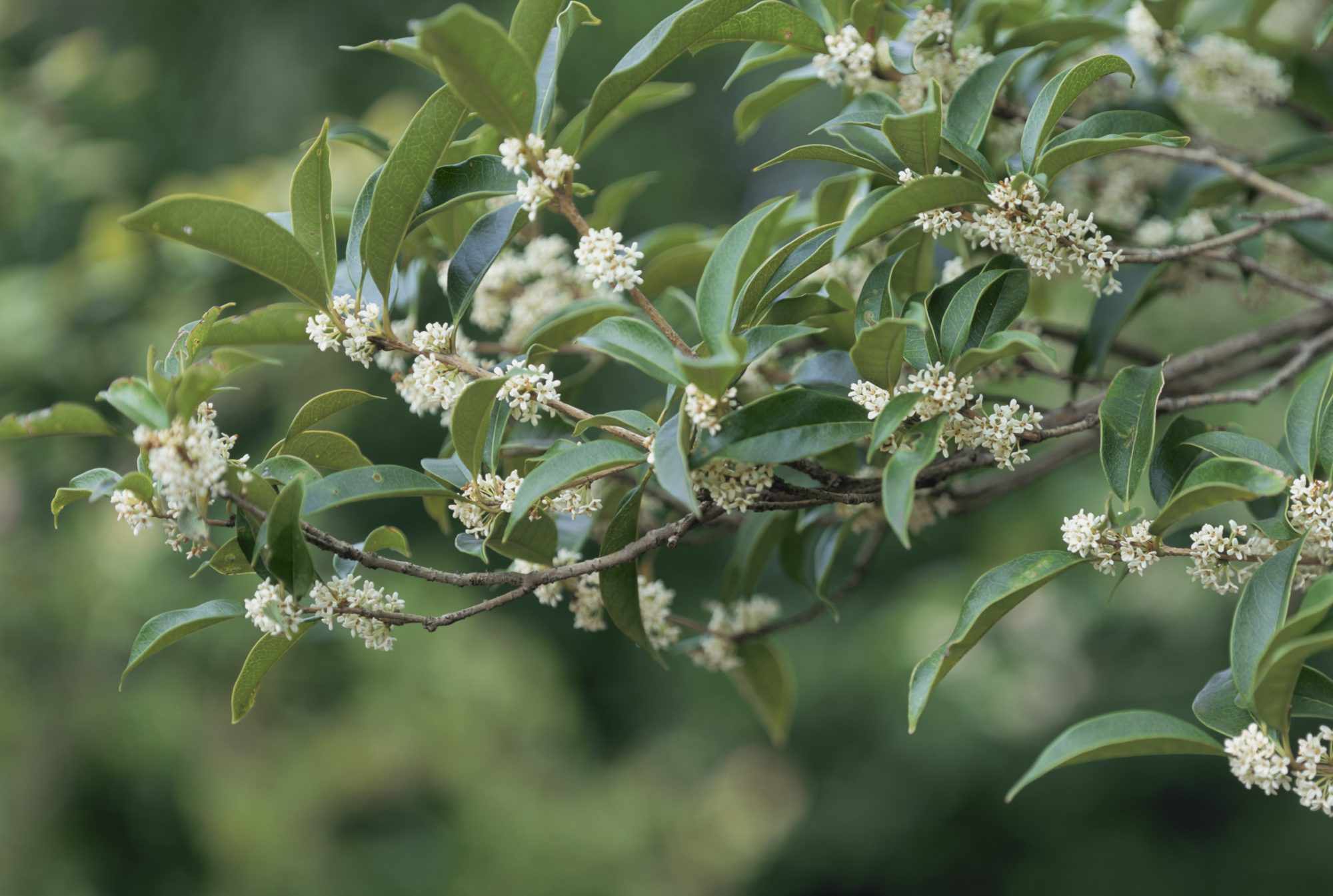 How To Grow And Care For A Tea Olive Tree