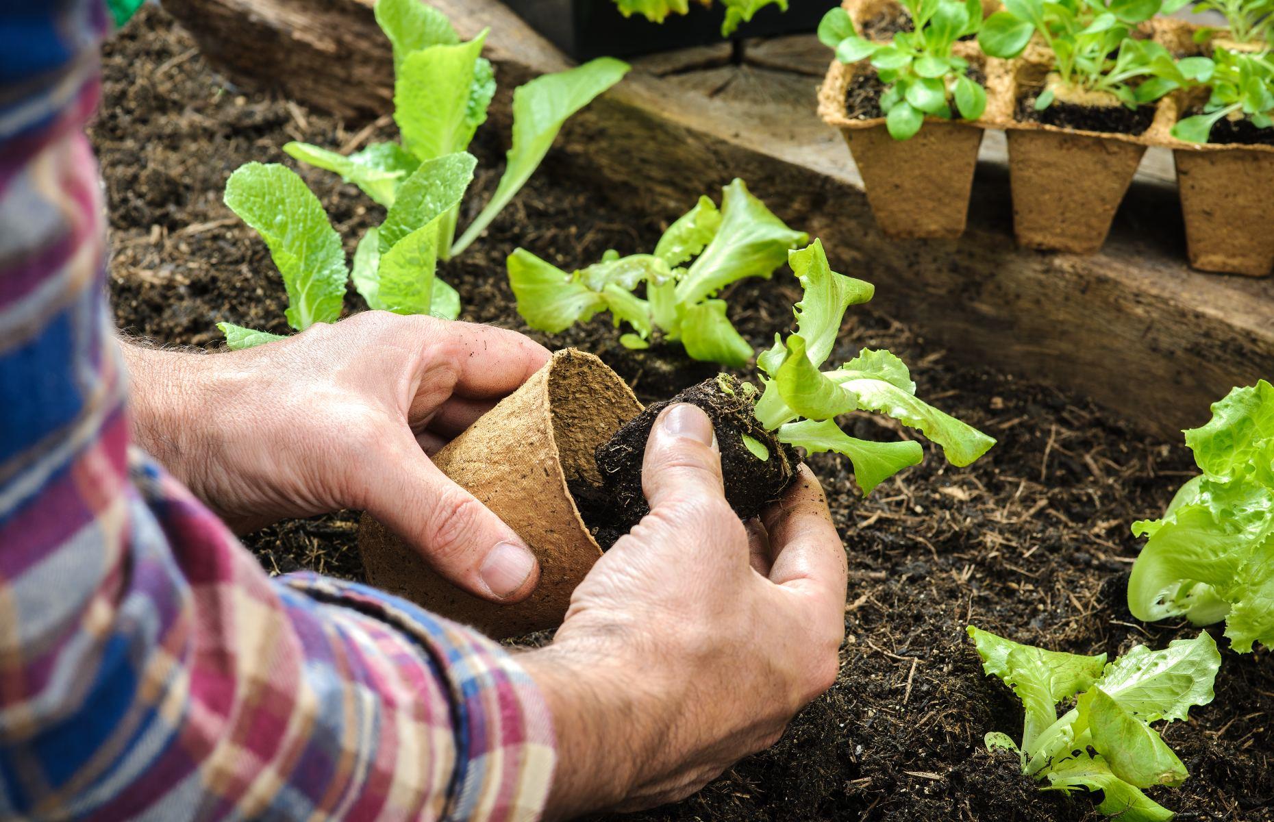<p>If possible, start off vulnerable plants, such as salad leaves and courgettes, indoors in pots and plant them outside when they are big enough to withstand cold and attack from garden pests. Before you plant them outdoors, seedlings will need to be hardened off, say the <a href="https://www.rhs.org.uk/Advice/Beginners-Guide/Vegetable-basics/Seed-sowing-techniques">RHS</a>, so that they acclimatize to the temperature. Move them first to a warm sheltered position outside during the day, bringing them in at night, before gradually moving them outside over a period of about ten days.</p>